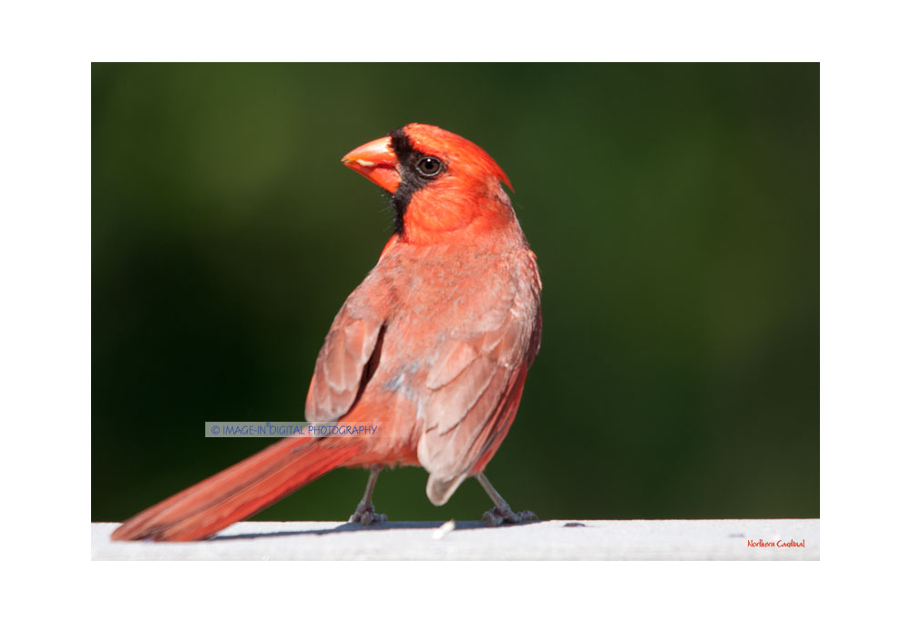 Northern Cardinal